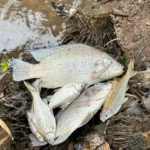 Ikan di aliran sungai Jaletreng mati setelah sebelumnya air berubah menjadi putih dan berbau / Foto : Rhomi