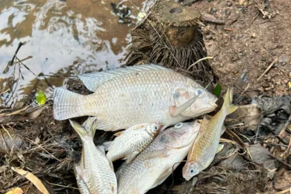 Ikan di aliran sungai Jaletreng mati setelah sebelumnya air berubah menjadi putih dan berbau / Foto : Rhomi