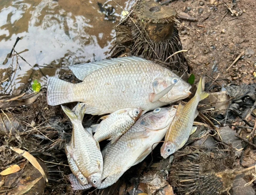 Ikan di aliran sungai Jaletreng mati setelah sebelumnya air berubah menjadi putih dan berbau / Foto : Rhomi