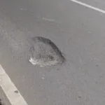 Salah satu Jalan Berlubang di Pondok Aren yang Dikeluhkan Warga/ Dok. TU